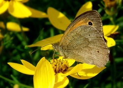 Motyl, Przestrojnik, Jurtina, Kwiaty