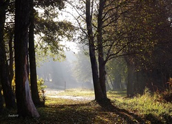 Drzewa, Trawa, Mgła, Przebijające, Światło