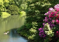 Grugapark,  Essen, Staw, Kaczki, Krzewy, Rododendron, Niemcy