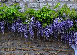 Wisteria, Kwiaty, Liście, Mur