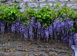 Wisteria, Kwiaty, Liście, Mur