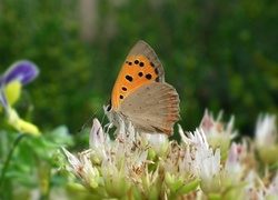 Motyl, Przestrojnik, Kwiaty