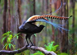 Ptak, Lirogon, Gałąź, Las, Australia