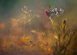 Motyl, Kwiat, Roślinki, Światło