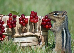 Chipmunk, Koszyk, Jagody, Trawa