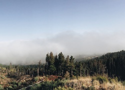 Las, Trawy, Mgła