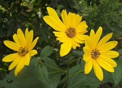 Żółte, Kwiaty, Słoneczniczek, Szorstki, Liście