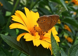 Słoneczniczek, Szorstki, Motyl, Przestrojnik, Trawnik