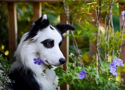 Pies, Łatki, Kwiaty
