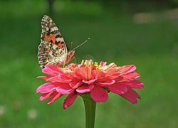 Motyl, Rusałka, Osetnik, Kwiat, Cynia