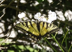 Motyl, Paź, Królowej