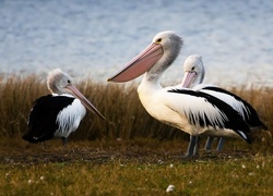 Pelikany, Nabrzeże