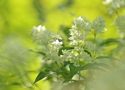 Krzew, Białe, Kwiaty