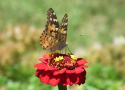Motyl, Rusałka, Osetnik, Kwiat, cynia, Czerwona