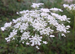 Białe, Drobne, Polne, Kwiatki, Biedrzeniec