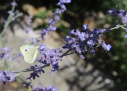 Motyl, Bielinek, Kwiatki, Fioletowe