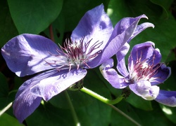 Przyroda, Kwiaty, Clematis