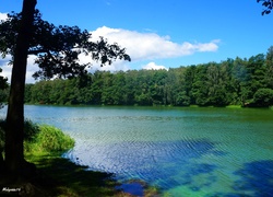 Jezioro, Woda, Drzewa