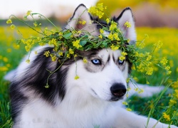 Siberian, Husky, Łąka, Kwiaty