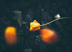 Kwiaty, Tulipan