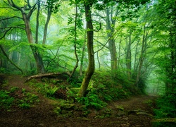 Zielony, Las, Drzewa, Ścieżka,  Mgła, Poranek, Wielka, Brytania
