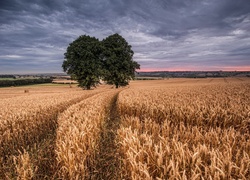 Pole, Zboże, Drzewo, Niebo, Zachód, Słońca