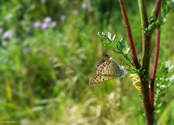 Motyl, Gałązka