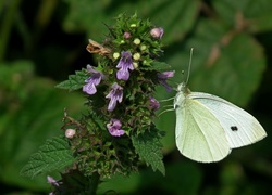 Motyl, Bielinek, Kwiat, Jasnota, Pokrzywa