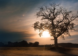 Drzewo, Zachód Słońca
