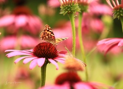 Rusałka Osetnik, Motyl, Jeżówka, Kwiat