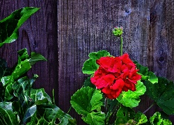 Pelargonie, Płot