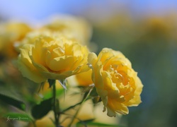 Róże, Żółte, Kwiaty