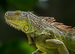 Zielona, Iguana