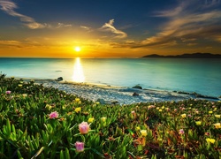 Morze, Zachód słońca, Plaża, Kwiaty
