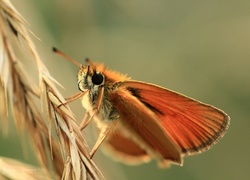 Karłątek Leśny, Motyl, Owad