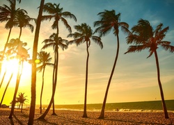 Słońce, Palmy, Plaża, Tropiki