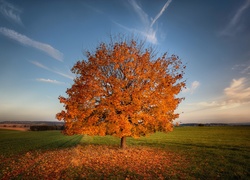 Jesień, Pole, Drzewo, Trawa, Niebo