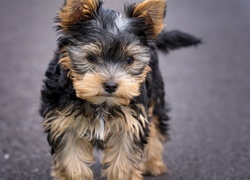 Pies, Yorkshire Terrier