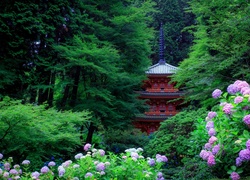 Ogród, Pagoda, Drzewa, Hortensje, Kioto, Japonia