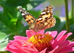 Motyl, Rusałka, Osetnik, Cynia