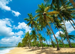 Palmy, Plaża, Ocean