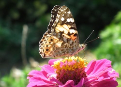 Motyl, Rusałka, Osetnik, Cynia