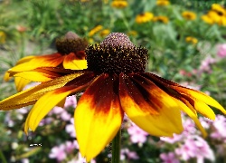 Kwiat, Rudbekia