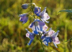 Ostróżka ogrodowa, Niebieskie, Kwiaty, Krople, Rosa