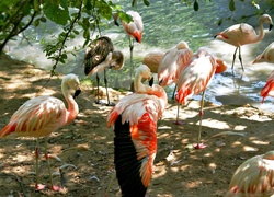 Flamingi, Drzewo, Przebijające światło, Woda