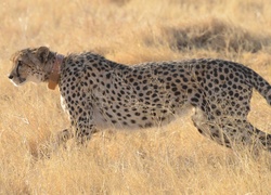 Gepard, Trawa