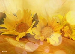 Kwiaty, żółte, Słoneczniki