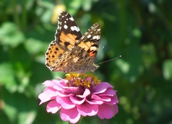 Motyl, Rusałka, Osetnik, Kwiat, Cynia