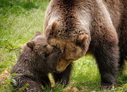 Niedźwiedzica, Młode