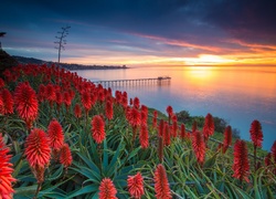 Wybrzeże, USA, Kwiaty, Aloes, Zachód słońca  Morze